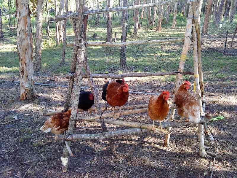 Chicken Roosting Perches