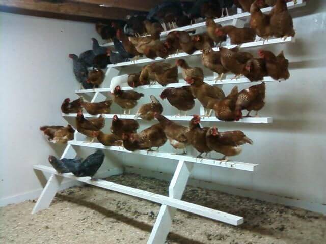 Chicken Roosting Bar